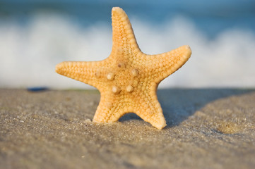 a  starfish on a sandy beach against blue sky