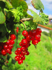 red currant