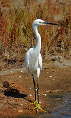 portrait of white egret in the marsh