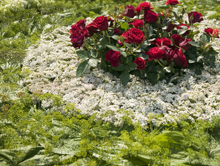 Texture made from green plants