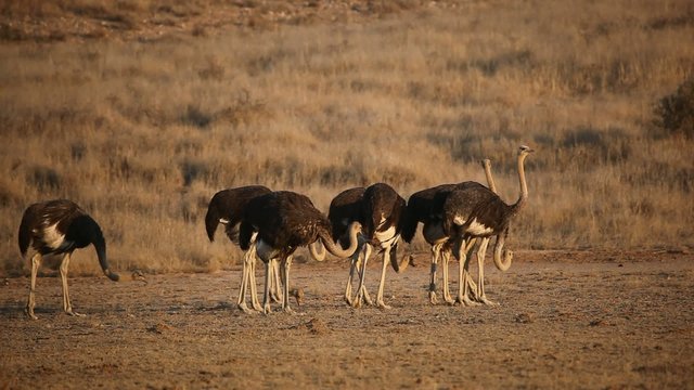 Group of ostrich, Kalahari desert, South Africa