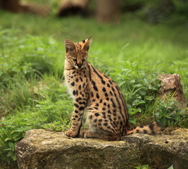 serval