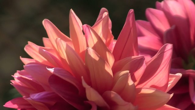 dalia arancione petali