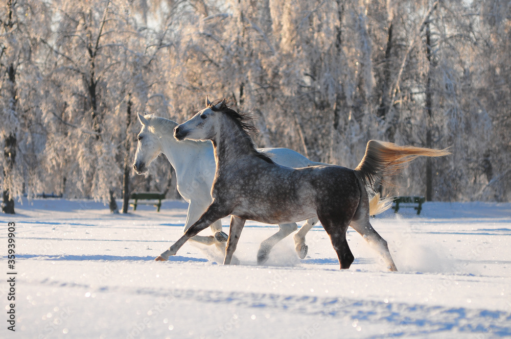 Wall mural two free horses in winter field