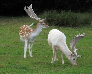 Fallow deer in Knole garden