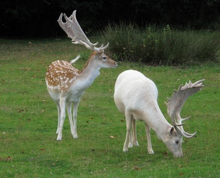 Fallow deer in Knole garden