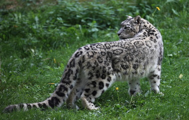 panthère des neiges