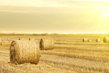 Grass  hay  sunrise sun