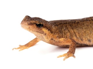Salamander, or newt, on white background