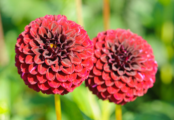 Blüten einer roten Garten-Dahlie