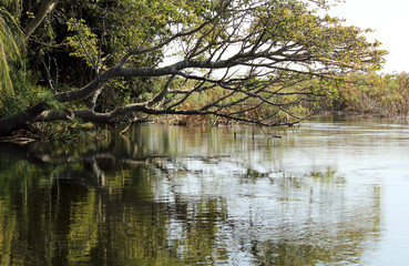 Okavango Delta water and 