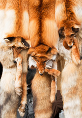 Skins of a red fox