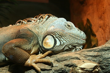 Grüner Leguan
