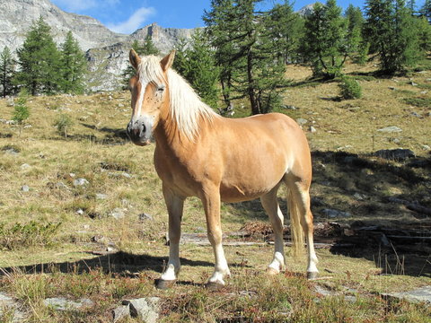 il biondo