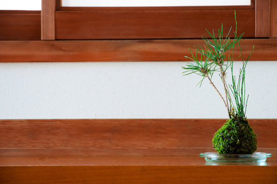 松　鉢植え　苔