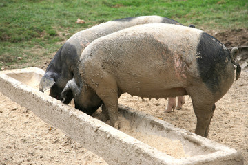 Schweine essen aus dem Trog