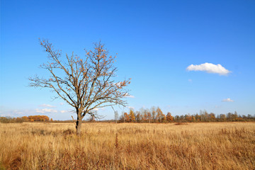 Fototapeta premium yellow oak on autumn field