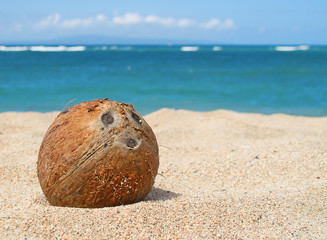 Fototapeta na wymiar kokos na plaży