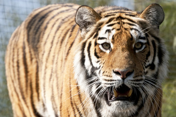 Siberian tiger, angry