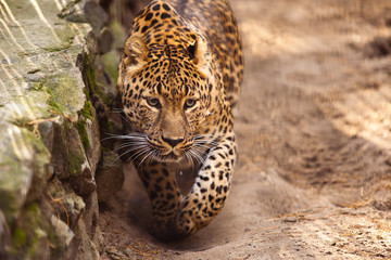 Fototapeta na wymiar Panthera pardus leopard