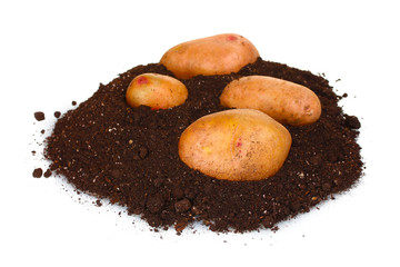 Potatoes in black soil isolated on white
