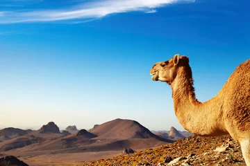 Keuken spatwand met foto Camel in Sahara Desert © Dmitry Pichugin