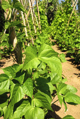 Bean plants