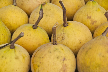 Santol the wild mangosteen