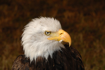 aigle, Pygargue à tête blanche
