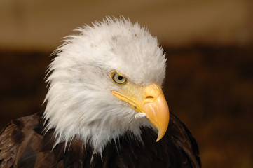 aigle, Pygargue à tête blanche