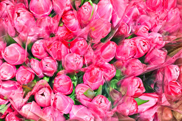 Many bouquets of pink tulips