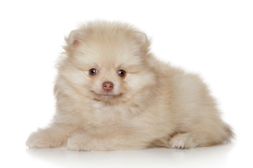 Pomeranian spitz puppy