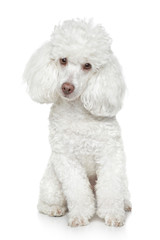 White Toy poodle on white background - obrazy, fototapety, plakaty