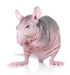 sphynx breed rat on white background