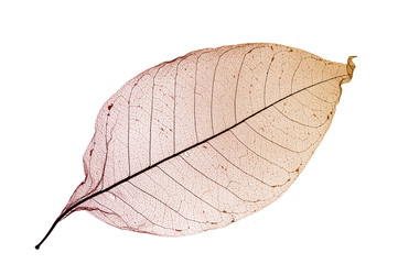 color leaf close up