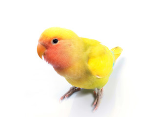 Inséparable-plumeau