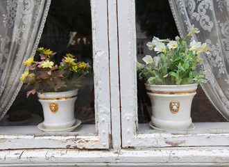 Flower pots in the window with curtains, old, lovable