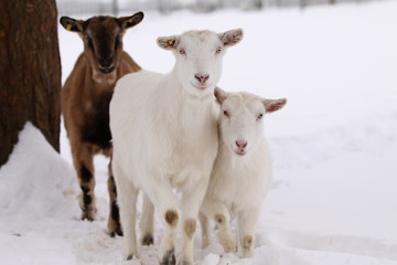 Ziegen im Schnee