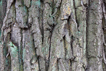 wood texture