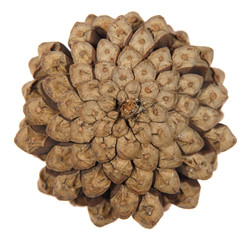 Pine cone isolated on white background.