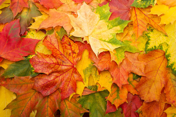 Colorful fall leaves