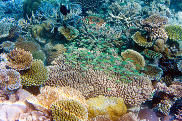 Naklejka na ściany i meble Indian ocean. Underwater world.Fishes in corals.