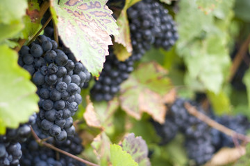 Leaves and grapes of wine in autumn weather