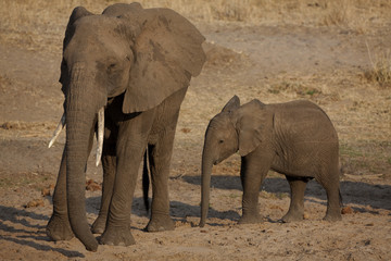Fototapeta premium Elphants 0831