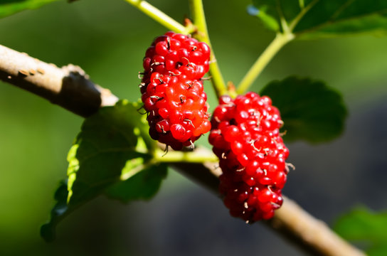 Mulberries at berry fruit in nature