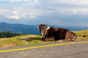 Cow near the road