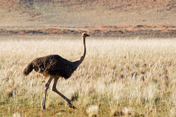 Fototapeta premium Ostrich (Struthio camelus)