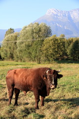 taureau de savoie