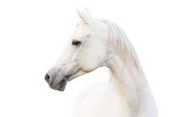 arabian white horse - 35952791