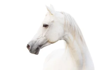 Foto op Aluminium Arabisch wit paard © Mari_art